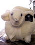 Schaap